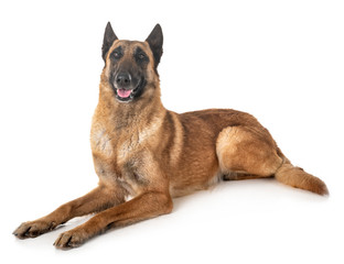 belgian shepherd malinois