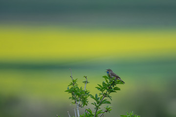 Blaukehlchen