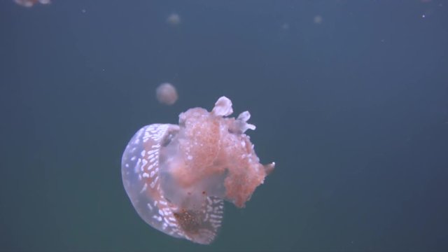 A non poisonous jellyfish is swimming in a lake on the Togean islands near Sulawesi, Indonesia