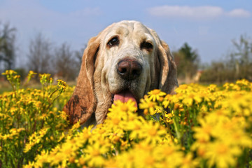 Basset hound dog on floral meadow