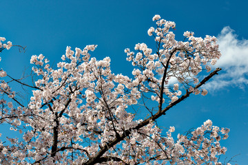 Full blooming of cherry blossoms in Osaka, Japan