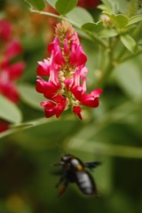 Fototapeta na wymiar Beautiful bumble-bee howering next to red flower grow in meadow with natural background, wallpaper natural closeup macro, postcard beauty and agriculture idea concept floral design, Tuscany, Italy