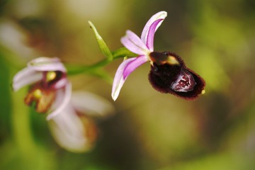 Beautiful Bee Orchid, Ophrys apifera, grow in forest with natural background, wallpaper natural closeup macro, postcard beauty and agriculture idea concept floral design,Italy