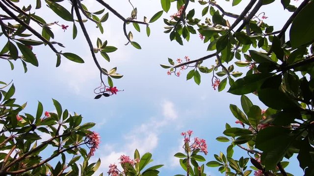 Frangipani Tree in Summer or Spring. B-Roll of Tropical Nature. Blue Sky in Sunny Day as background. Dolly Zoom Up Shot