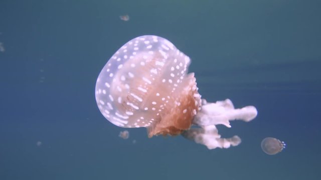A non poisonous jellyfish is swimming in a lake on the Togean islands near Sulawesi, Indonesia