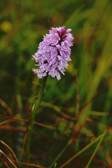 Orchid sp. - Dactylorhiza sp. grow in forest with natural background, wallpaper natural closeup macro, postcard beauty and agriculture idea concept floral design,Norway
