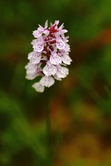 Moorland Spotted Orchid, Dactylorhiza maculata grow in forest with natural background, wallpaper natural closeup macro, postcard beauty and agriculture idea concept floral design,Norway