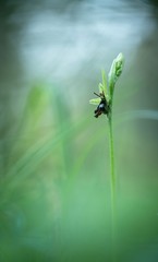 Beautiful (Ophrys insectifera) Fly Orchid grow in forest with natural background, wallpaper natural closeup macro, postcard beauty and agriculture idea concept floral design,Czech Republic