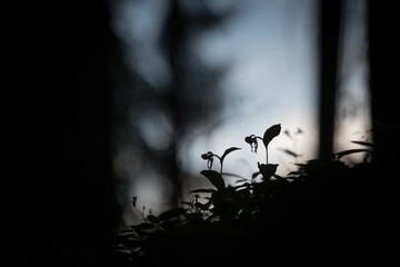 Silhouette of Lady's slipper orchid flower grow in forest with natural background, wallpaper natural closeup macro, postcard beauty and agriculture idea concept floral design,Germany