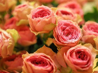 Pink Roses Background