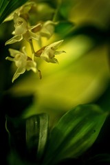 Beautiful orchid flower grow in tropical garden with natural background, wallpaper natural closeup macro, postcard beauty and agriculture idea concept floral design, beautiful flower bloom