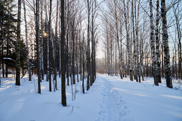 White path amoung trees in a sunny evening