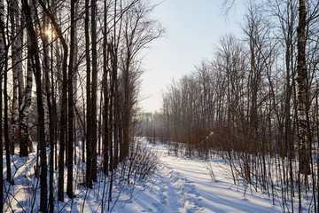 White path amoung trees in a sunny evening