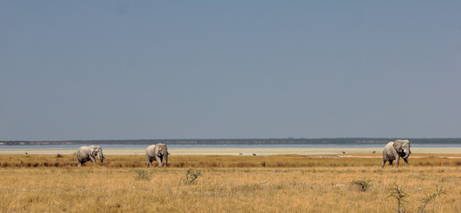 Elephants of Etosha