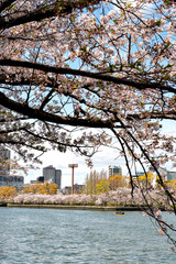 Full blooming of cherry blossoms along Okawa river in Osaka, Japan