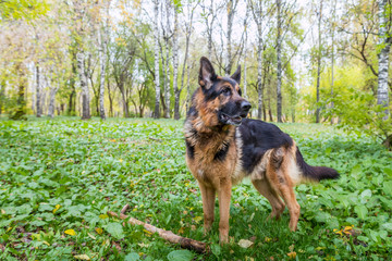 Dog German Shepherd outdoors in an autumn