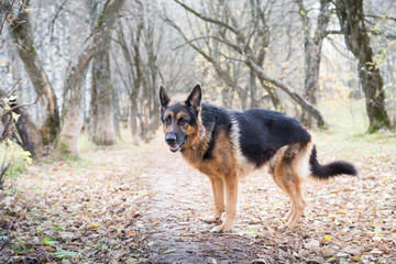 Naklejka na ściany i meble Dog German Shepherd outdoors in an autumn