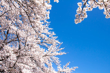 花びらが舞い散る満開の桜