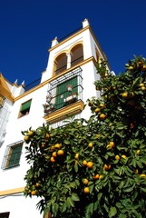 Traditional Spanish townhouses in the Plaza Santa Cruz with an orange tree in the foreground, Seville, Spain.