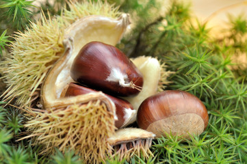 close on sweet chestnuts on opened shell on green moss