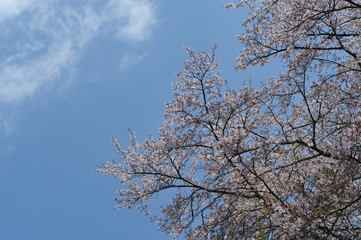 桜