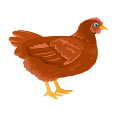 Chicken isolated on white background. Farm Bird. Vector illustration in cartoon flat style.