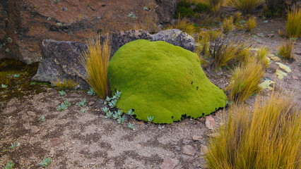 Moss and lichen at sandstone rock formation at Imata in Salinas and Aguada Blanca National...