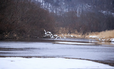 Japanese Crane Flying Over Lake