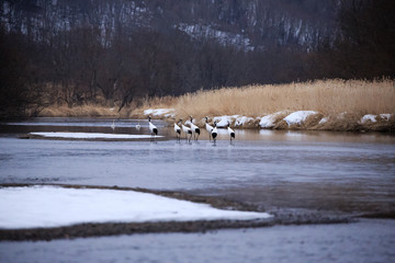 Japanese Crane in the Lake