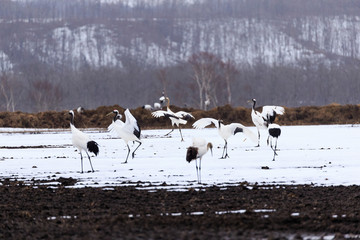 Japanese Crane in Flock