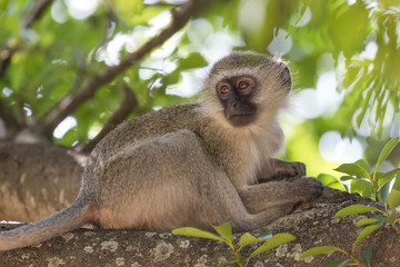 A vervet monkey on a tree