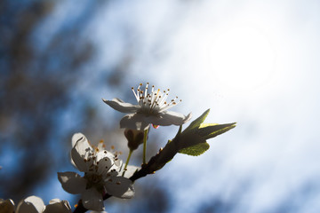 Spring Bloom, Branch Stretches To The Sun