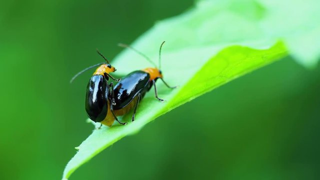 ウリハムシ 交尾