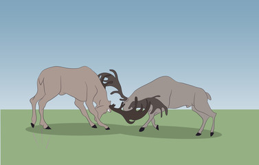 deer running in the mountains