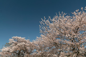 青空バックに桜咲く明日香路の春