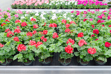 Blumen in einer Gärtnerei, Pflanzenzucht