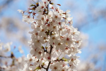 晴れた日の桜の花