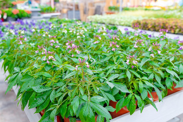 Pflanzen in einer Gärtnerei, Pflanzenzucht, Anbau