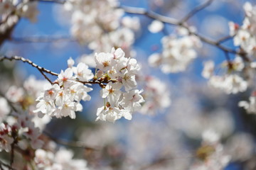 晴れた日の桜の花