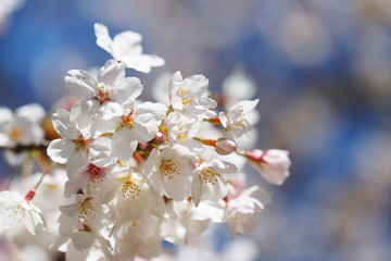 晴れた日の桜の花