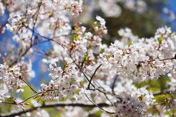 晴れた日の桜の花