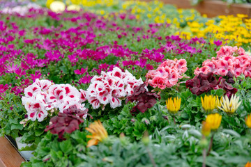Fototapeta na wymiar Blumen in einer Gärtnerei, Pflanzenzucht