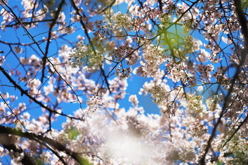 晴れた日の桜の花