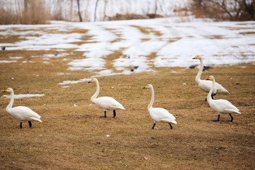 Walking Swan in Flock