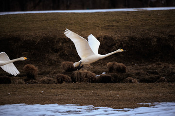 One Flying Swan