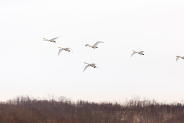 Flying Swan Flock in the Sky