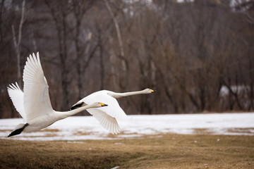 Fototapeta na wymiar Two Flying Swan