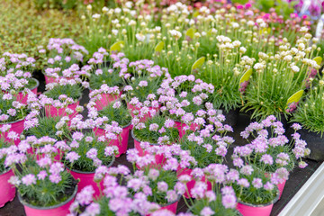 Blumen in einer Gärtnerei, Pflanzenzucht
