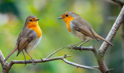 Red Robin (Erithacus rubecula) birds close up in a forest - Powered by Adobe