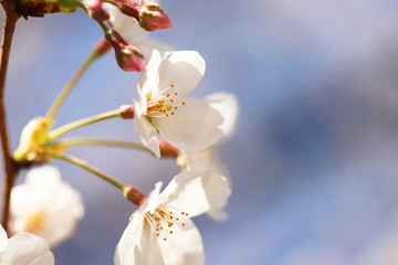 晴れた日の桜の花